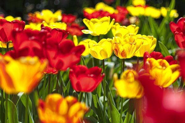 Tulipanes jugosos en el Jardín en verano