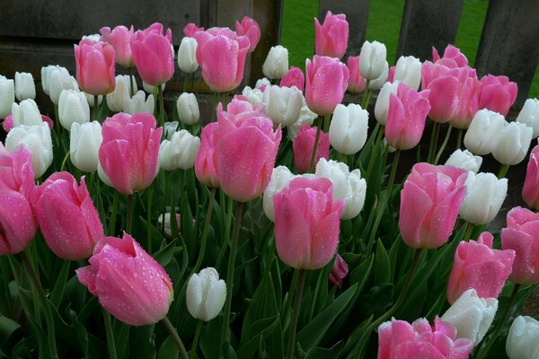 La primavera con te fiorisce insieme