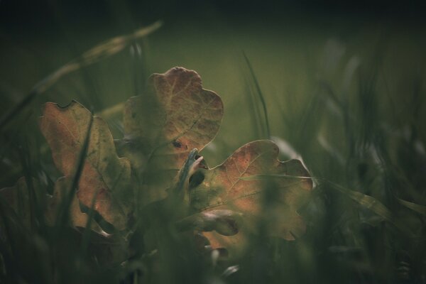 Feuille d automne tombée au sol