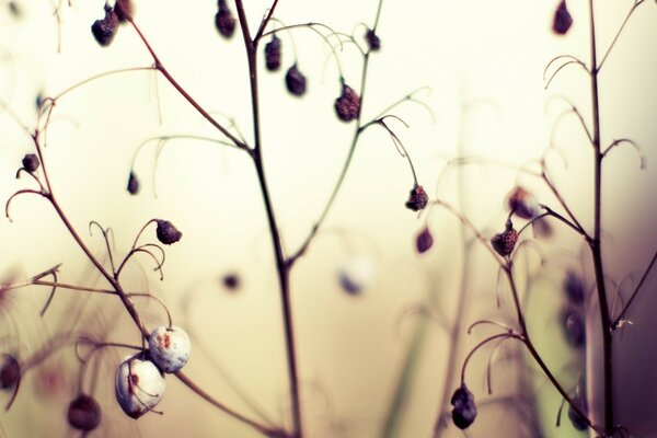 Nature avec herbe sèche et fleur