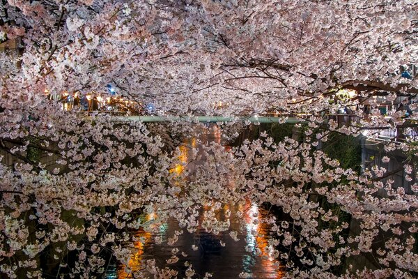 La belleza del Jardín de primavera de cerezo