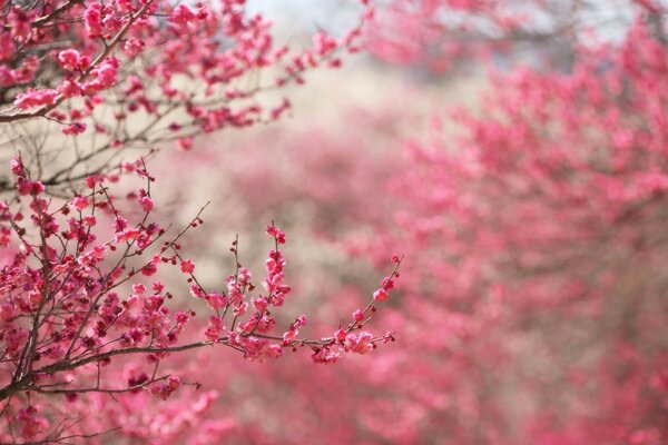 Spring cherry blossoming pink