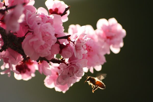 Fleurs de cerisier en fleurs au printemps