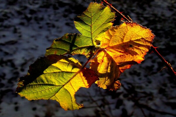 Erster Schnee und Blattreste