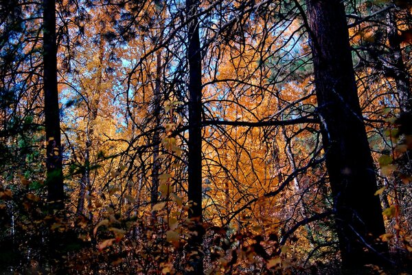 Jesienny las z żółtymi liśćmi