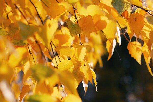 Hojas de otoño de color amarillo