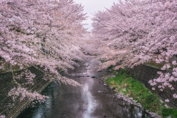 Hermoso paisaje con árboles en flor