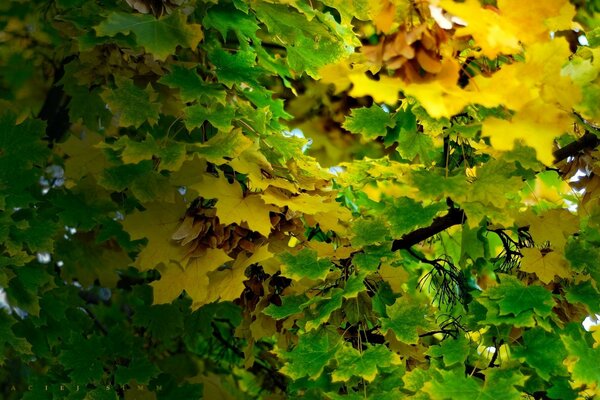 Belle foglie di verde e giallo