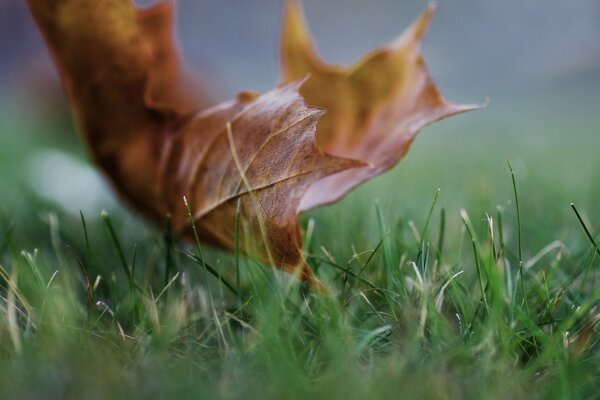 Ein einsames gefallenes Blatt auf dem grünen Rasen. Leben und Tod