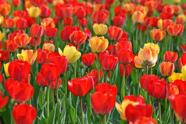 Tulipanes rojos y amarillos