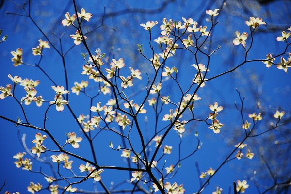 Spring flowering of trees in the garden