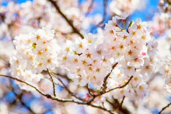 Arbre en fleurs dans le jardin