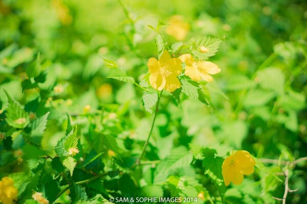 Gelbe Blüten auf dem Hintergrund der grünen Blätter