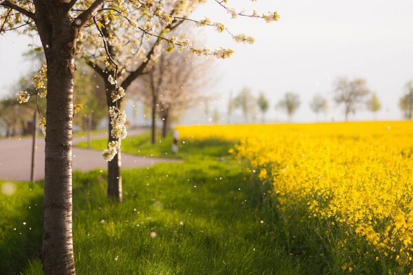 Trees next to a field of yellow flowers