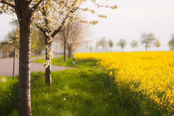 Деревья рядом с полем желтых цветов