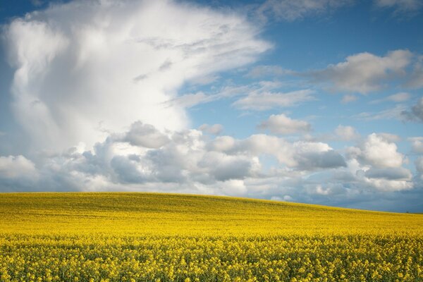 Blauer Himmel. Gelbes Feld