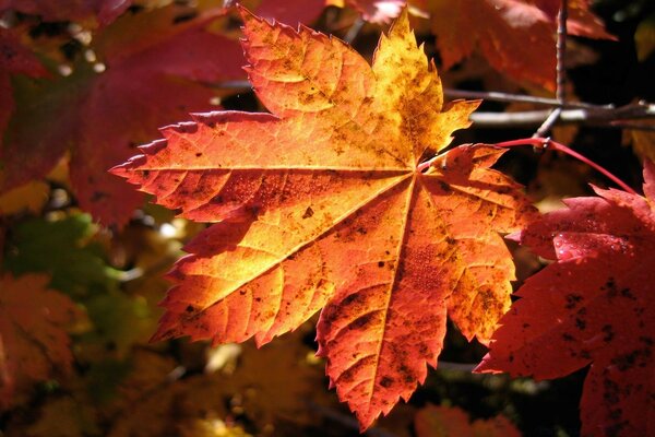 Red Maple Leaf lighting