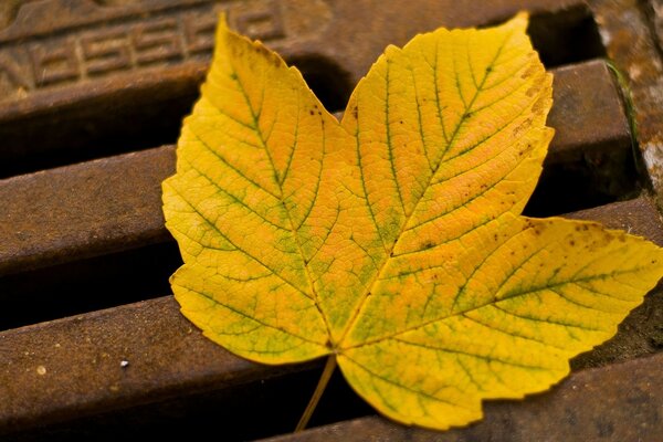 Hallo goldener Herbst, Blatt auf dem Boden