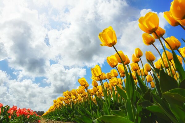 Schöne Felder von blühenden Tulpen