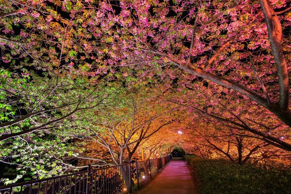 É uma bela estrada. Natureza noturna