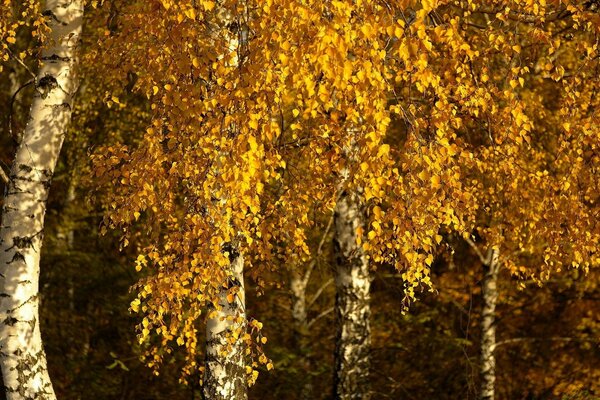 Bosque de otoño hermoso dorado