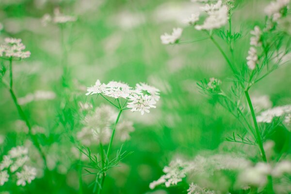 Frühlingsblumen auf grünem Hintergrund