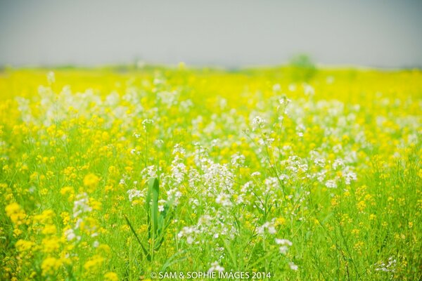 Die Natur hat ein Feld mit magischen Blumen geschenkt