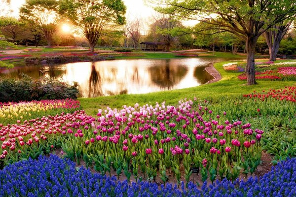 Champ de tulipes à côté du réservoir