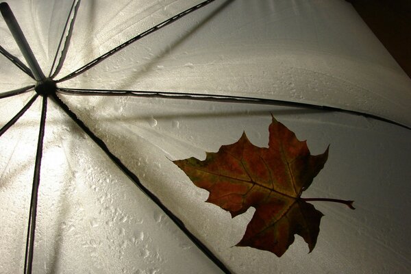 Leaf on a wet umbrella