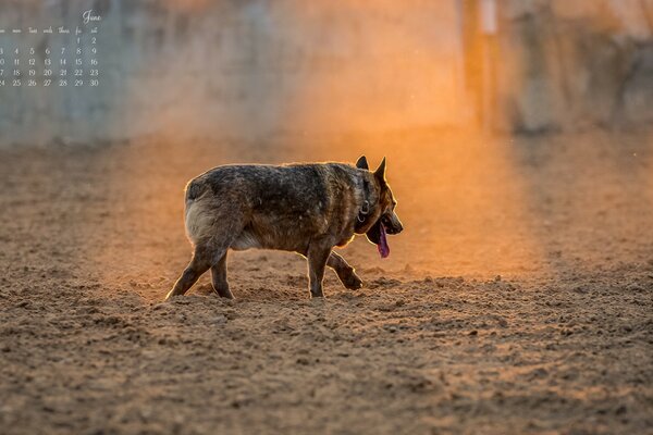 Calendrier pour juin avec un chien solitaire