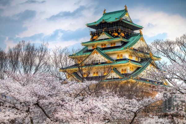 Cherry blossoms on the background of houses