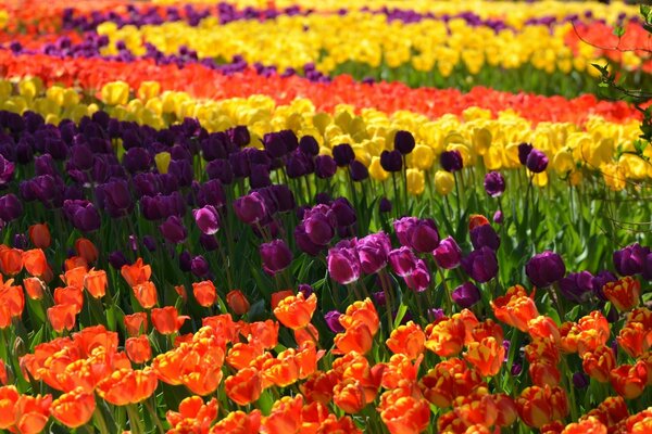 Feld mit Streifen aus bunten Tulpen