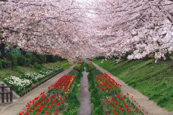 Kwitnąca Sakura i jaskrawoczerwone tulipany