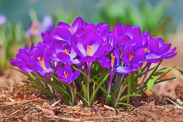 Ein Strauß schöner Blumen in der Natur