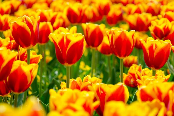 Campo das tulipas vermelhas e amarelas