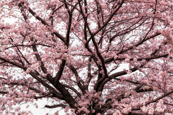 Arbre à fleurs saisonnières en Chine