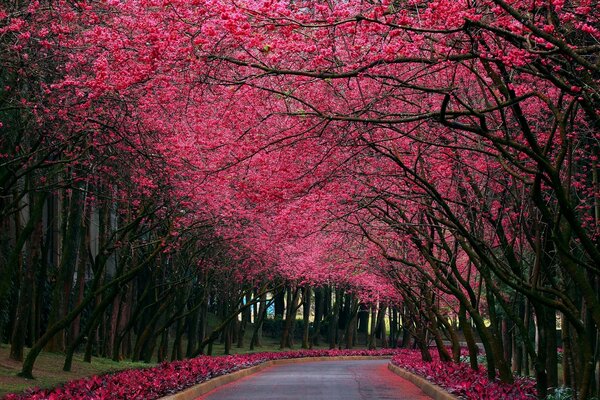 Straße unter rosa blühenden Bäumen