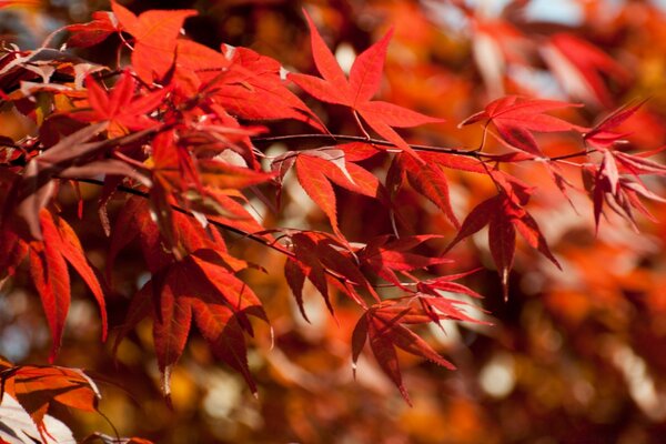 Japanese maple leaves