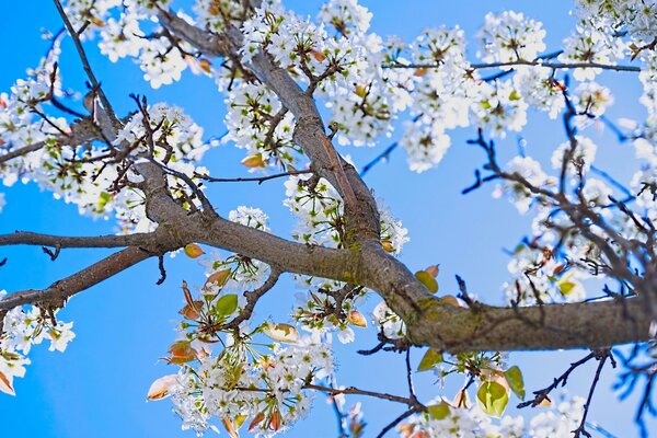 Blühender Baum im Garten