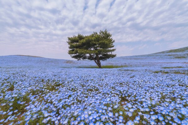 Ein einsamer Baum im Feld mit blauen Blumen