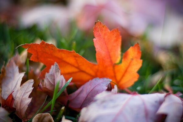 Fallen yellow leaves on green grass