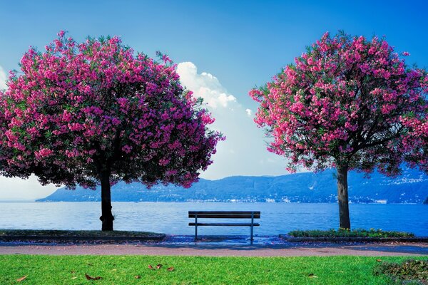 Flowering trees on the background of the ocean and mountains
