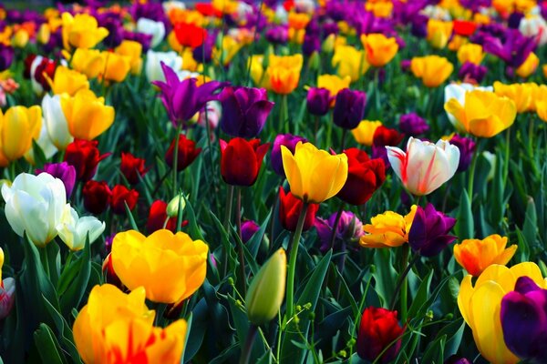 Viele sehr schöne bunte Tulpen