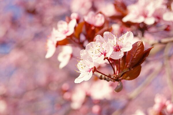 Delicate cherry blossoms in spring