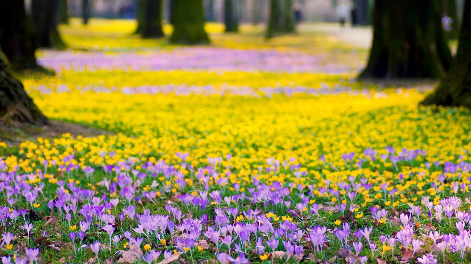 bahar çiçek doğa flora alan saman bahçe çiçek açan çiçek yaz çimen büyüme açık havada sezon petal kırsal renk yaprak parlak bahar