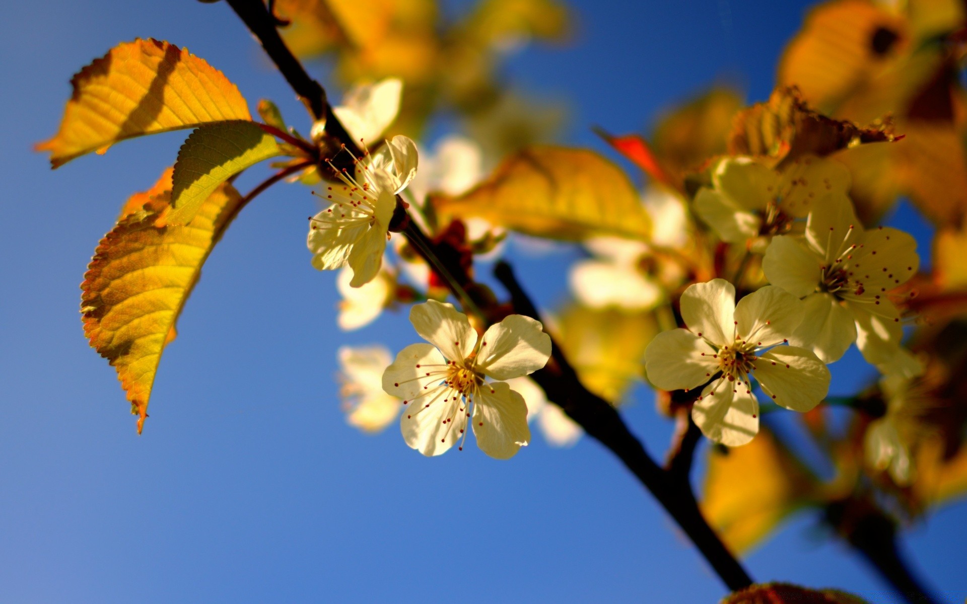 spring tree flower nature leaf branch flora apple outdoors growth fair weather garden sun cherry season summer sky color bright sunny