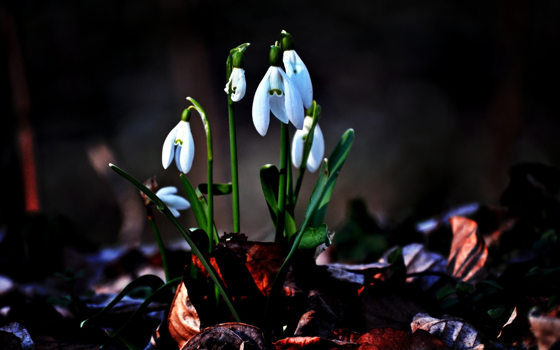 spring flower nature leaf outdoors