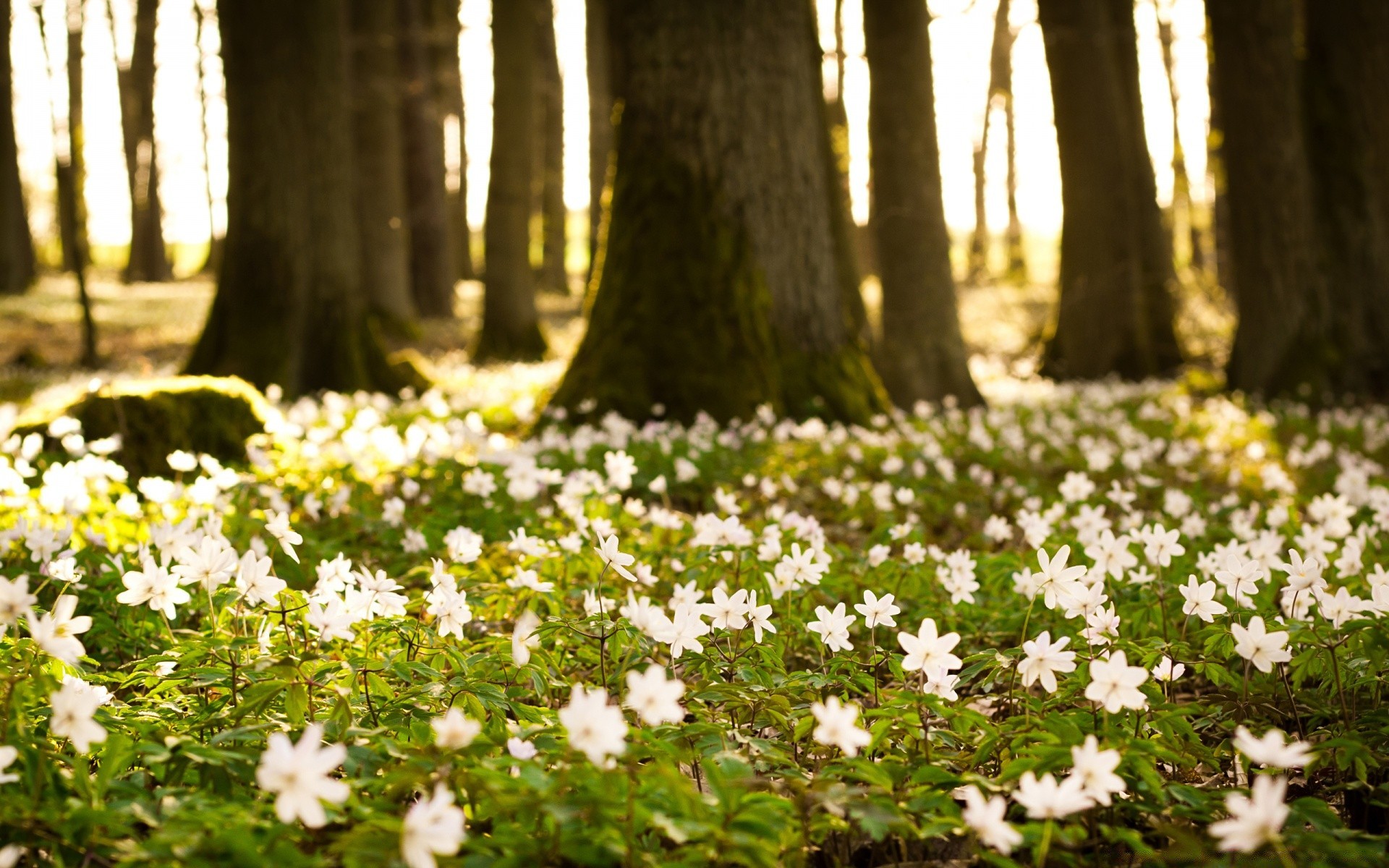 primavera fiore natura parco giardino foglia flora fiore floreale estate bel tempo all aperto erba legno petalo paesaggio sole stagione selvaggio colore