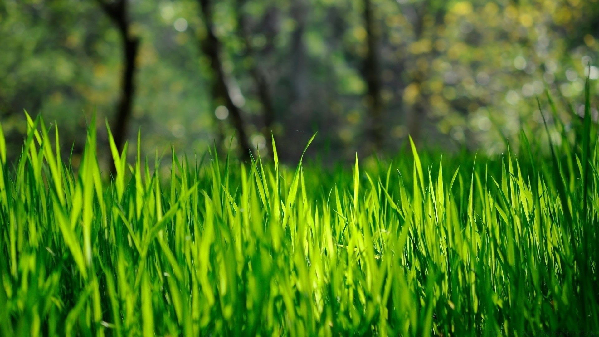 primavera hierba crecimiento césped exuberante flora heno campo hoja verano medio ambiente naturaleza jardín amanecer sol suelo hoja buen tiempo frescura rocío