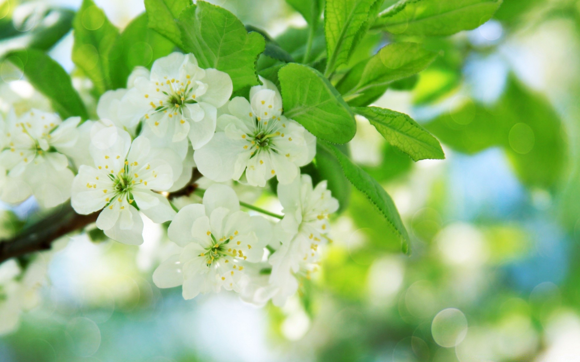 printemps nature feuille flore fleur branche jardin arbre croissance pomme gros plan été saison bluming fraîcheur beau temps cerise à l extérieur pétale lumineux